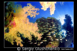 Fishes and coralles by Sergiy Glushchenko 